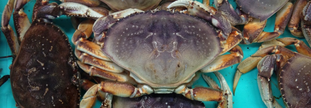 Fresh Crabs in Seattle